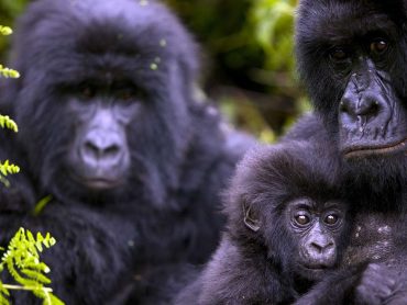 kwita-izina-2